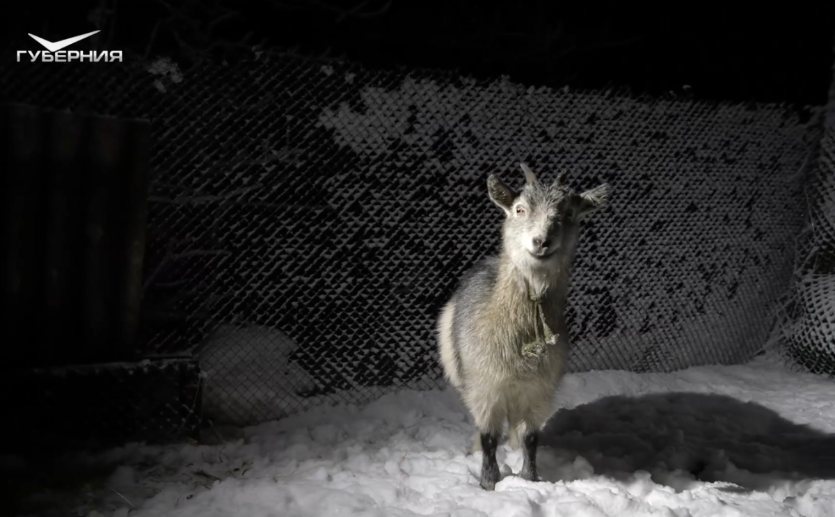Коза Дашка «служит» в зоне спецоперации в подразделении 2‑й армии ЦВО